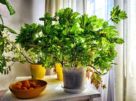 A Homemade Coleus Flower In A Room By A Window With Curtains Stock