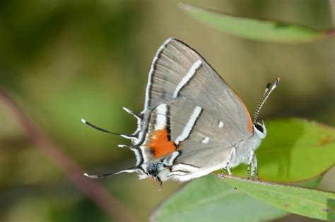 Bartram's hairstreak butterfly - Endangered Butterflies | Endangered, Butterfly habitat, Karner ...