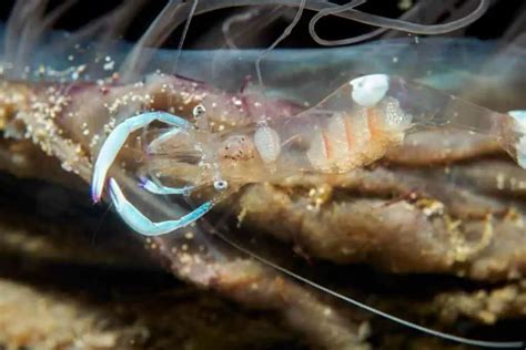 11 Facts About Ghost Shrimp Molting You Should Know | Hutch and Cage