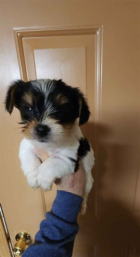 Yorkshire Terrier (Yorkie) Puppies For Sale In Virginia