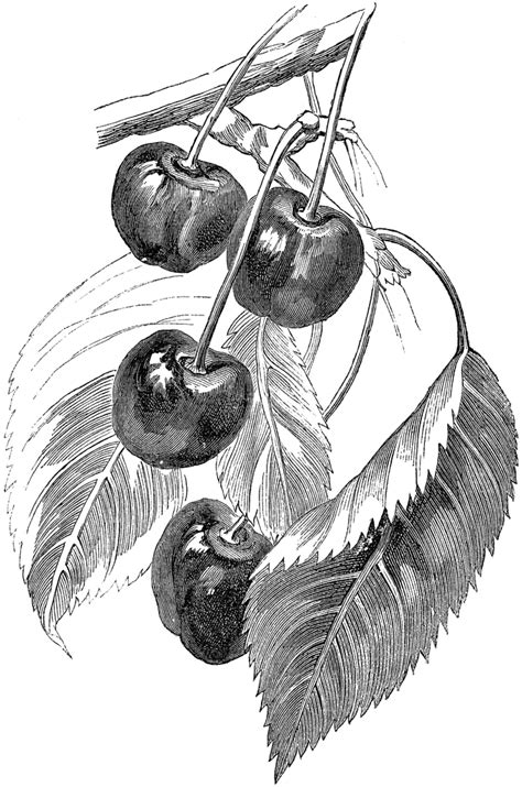 Variety Drawing