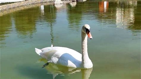 🌲🌄🦢🦆🌲 Парк:"Крайискърец" - Самоков - YouTube