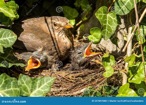 Bird S Nest With Offspring In Early Summer Turdus Merula Starling