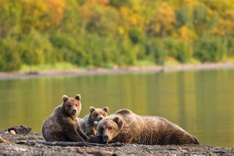 The Stunning Autumn Beauty Of The Kenai Peninsula Salmon Catcher Lodge