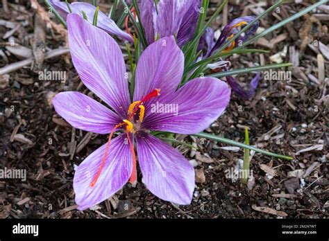 Crocus De Azafr N Crocus Sativus Aka Crocus De Oto O En Flor Sus