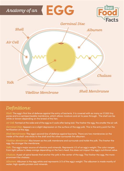 Egg Anatomy