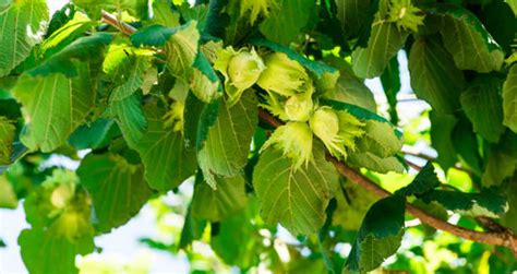 Hazelnut (Filbert) Tree Care – How To Start Caring For Hazelnut Trees ...