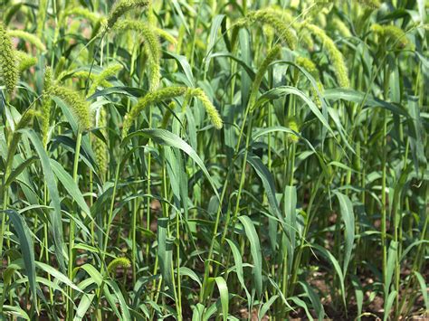 Foxtail Millet College Of Agriculture Forestry And Life Sciences