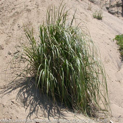 Elymus Condensatus Giant Wild Rye California Native Seeds From Cnps Sd