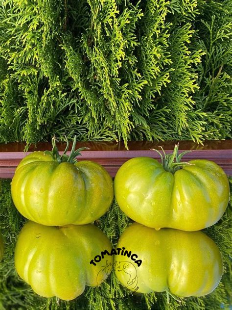 Ирландский ликер – Tomatinсa.ru