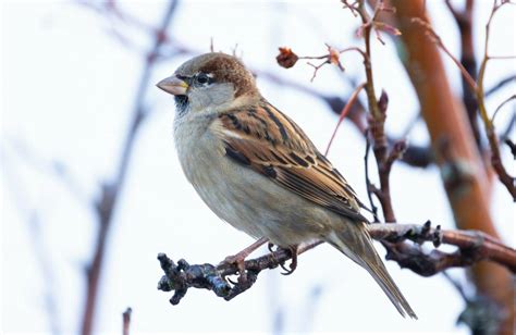 Nabu ruft für das Wochenende zum Zählen der Vögel auf