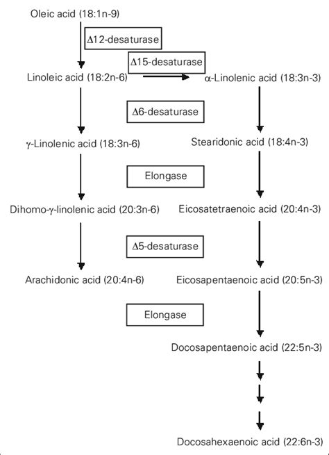 Outline of the pathway of biosynthesis of polyunsaturated fatty acids ...