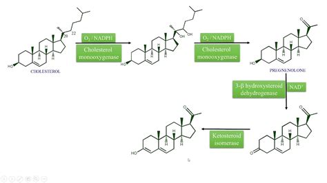 Digoxin And Digitoxin Biosynthesis And General Introduction YouTube