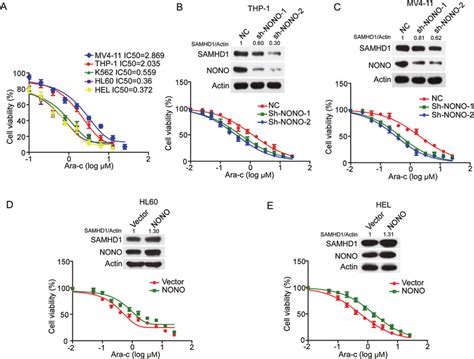 Nono Affects The Sensitivity Of Aml Cells To Ara C A Ic50 Values Of