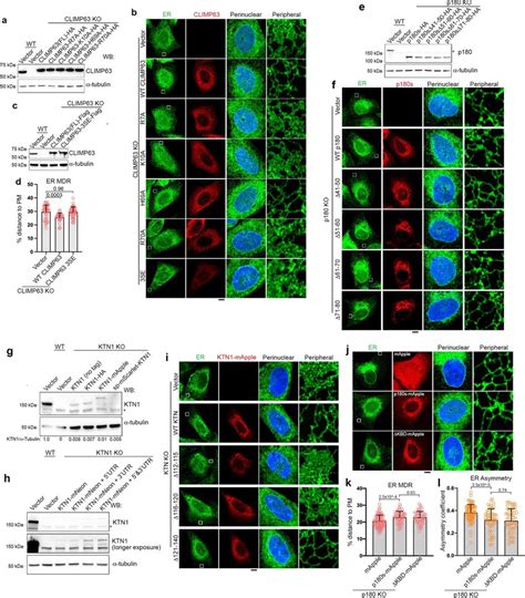 Rescue Assays A Western Blots Of Wild Type Or Climp Knockout Cells