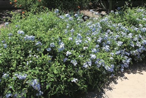 Cape Plumbago - Plumbago auriculata - Horticulture Unlimited