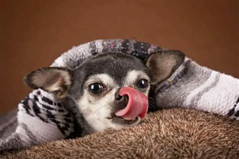 5 Different Types Of Chihuahua: Official And Unofficial Breeds - Cool ...