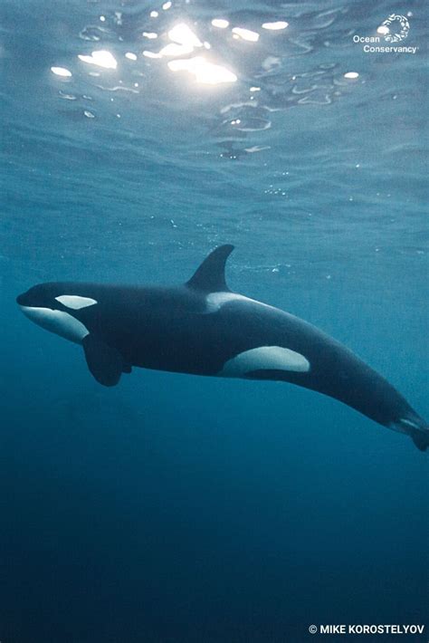 Orca Wildlife Factsheet - Learn about Orcas