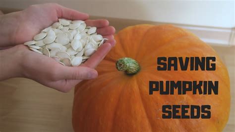 The Best Way How To Preserve Pumpkin Seeds For Planting Youtube