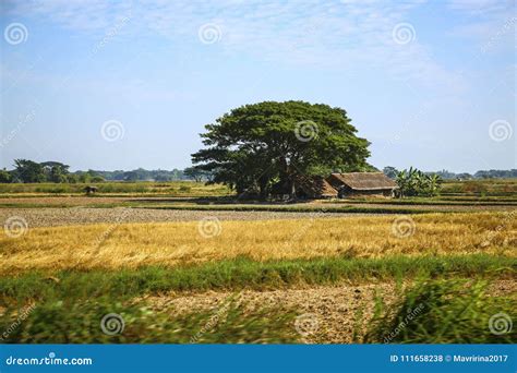 Traditional Rural Landscape of Myanmar Burma Including Fields, Stock ...