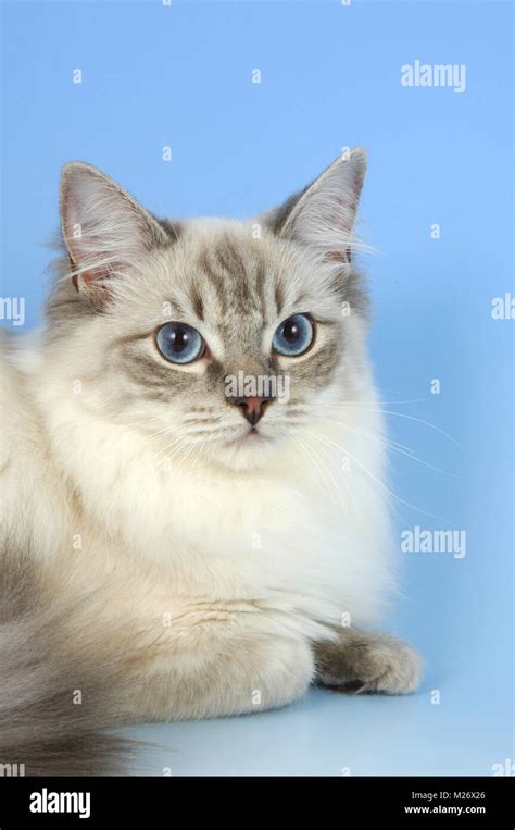 blue tabby point ragdoll cat, portrait Stock Photo - Alamy