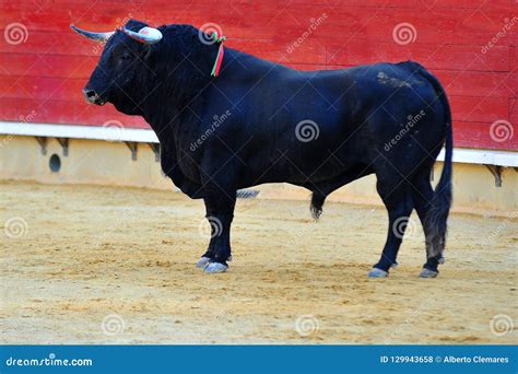 Spanish fighting bull stock photo. Image of fierce, horns - 129943658