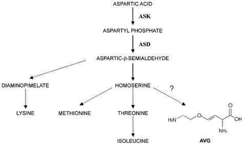 Branched Amino Acid Biosynthetic Pathway Responsible For The Synthesis