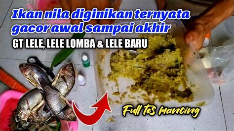 Gacor Anti Tempel Umpan Lele Galatama Media Ikan Nila Youtube