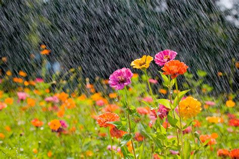 Garden Management in Rain & Humidity | Kellogg Garden Organics™