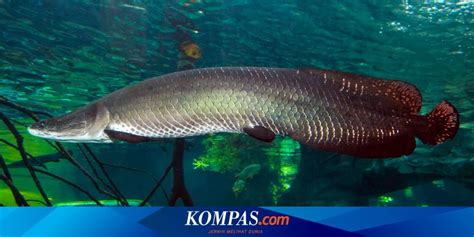 Apa Itu Ikan Arapaima Yang Sering Viral Saat Ditemukan Warga