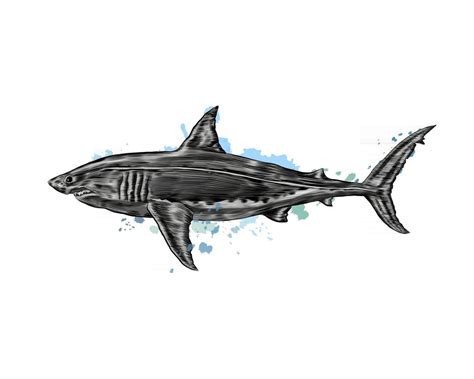 Great White Shark From A Splash Of Watercolor Colored Drawing