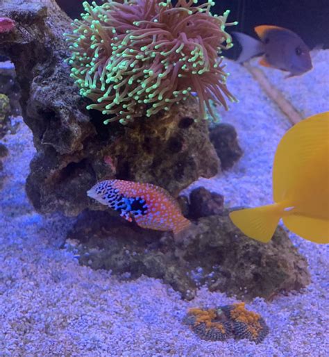 Melanurus Harassing New Leopard Wrasse Help Reef2reef Saltwater And Reef Aquarium Forum