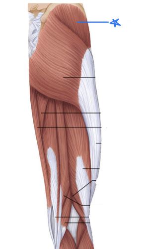 Muscles Of Femoral And Coxal Flashcards Quizlet