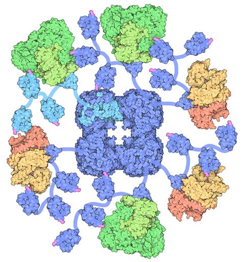 Pdb Molecule Of The Month Pyruvate Dehydrogenase Complex