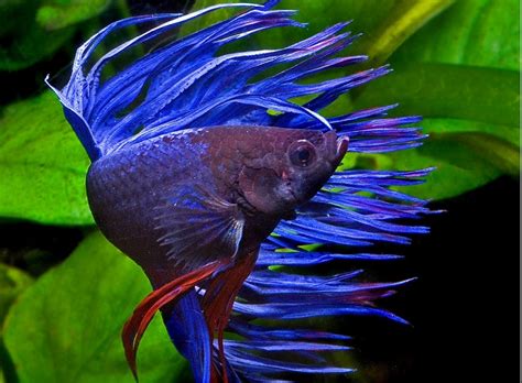 🥇 Ficha Pez Betta Betta Splendens Cuidados Y Características