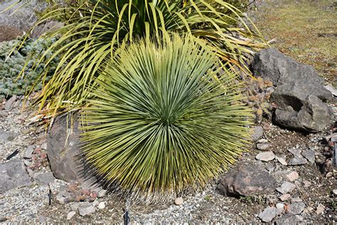 Dusky Blue Linear Leaf Yucca Yucca Linearifolia Dusky Blue In