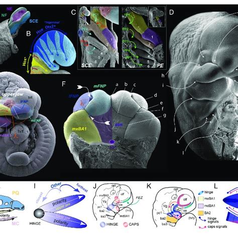 Foxg Apoptosis And Control Of Upper Jaw Patterning And