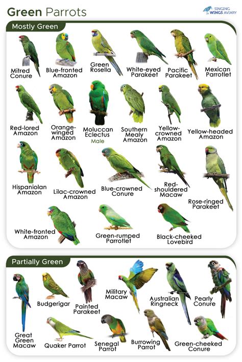 List of Green Parrots Kept As Pets (With Pictures)