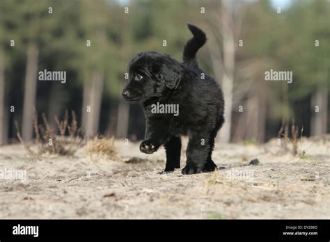 Dog Hovawart Puppy Move Natural Black Stock Photo Alamy
