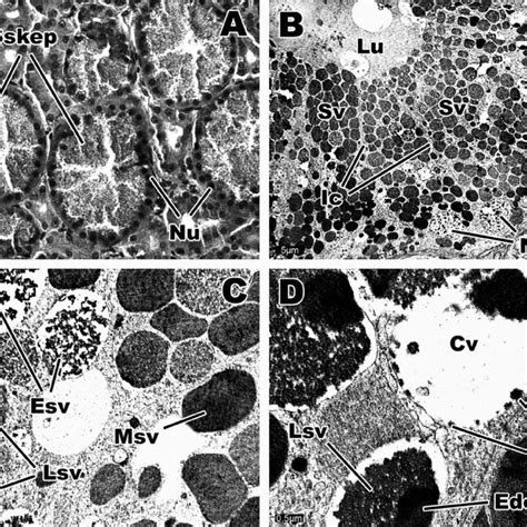 Overview Of Light And Transmission Electron Microscopy Of The Sexual Download Scientific