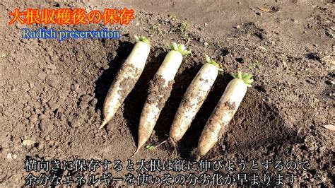 【大根】収穫後の長期保存方法 Radish Preservation Method Youtube