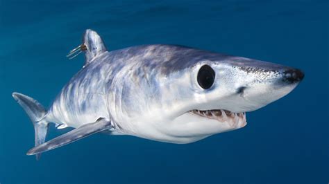 Shortfin Mako Shark – "OCEAN TREASURES" Memorial Library