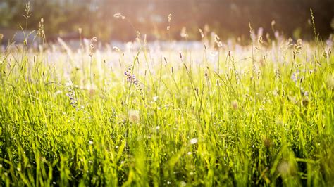 Nature Grass Lights Green Flowers Spring Wallpapers Hd Desktop And Mobile Backgrounds