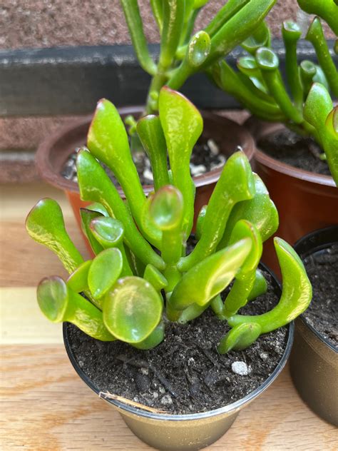 Live Crassula Ovata Gollum Jade Coral Trumpet Ogre Shrek Ears Finger