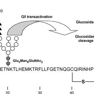 The Sequence And Glycosylation Of The First N Terminal Amino Acid