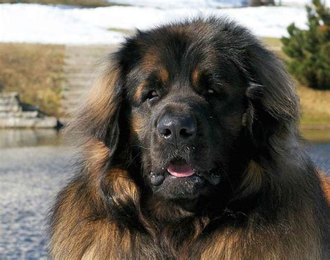 Leonberger History And Trainingtemperament American Kennel Club