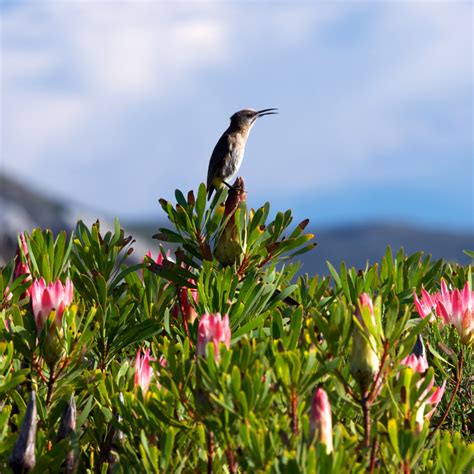 5 Benefits of Planting Fynbos - Greenpop