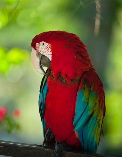 Macaw Names: 420 Ultimate List to Choosing a Name for Your Pet Macaw