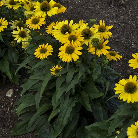 Color Coded™ Yellow My Darling Echinacea Garden Crossings