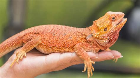 Types Of Bearded Dragons View Different Types Colors And Species